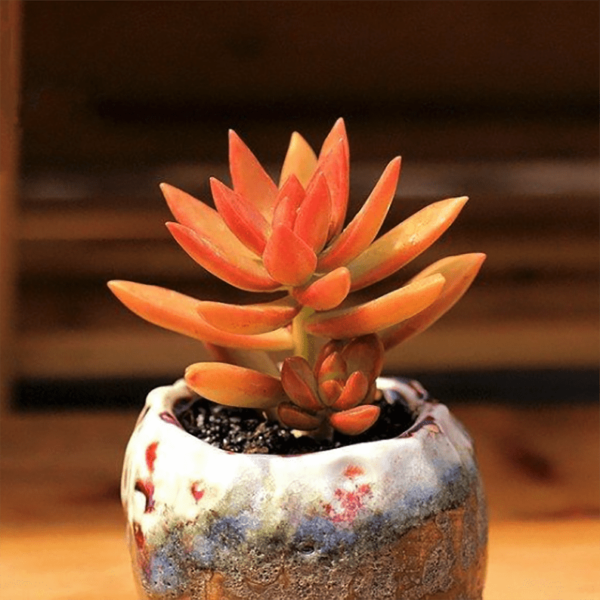Sedum nussbaumerianum