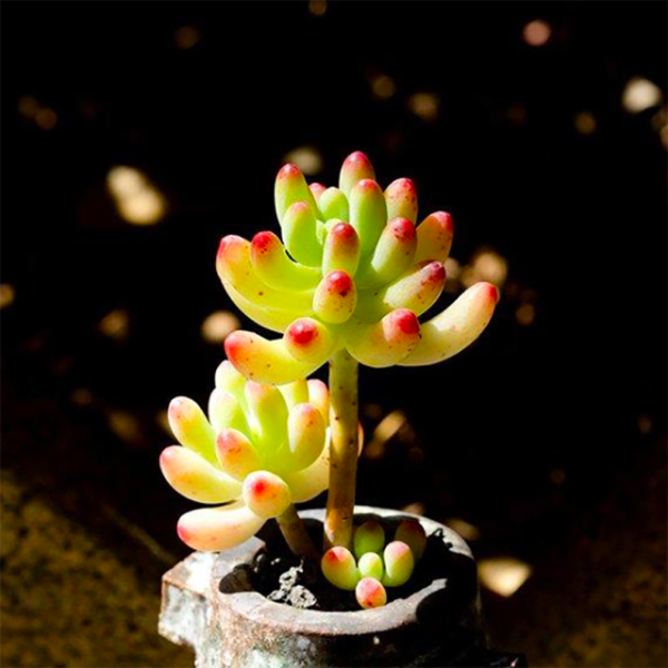 Sedum Pachyphyllum Rose