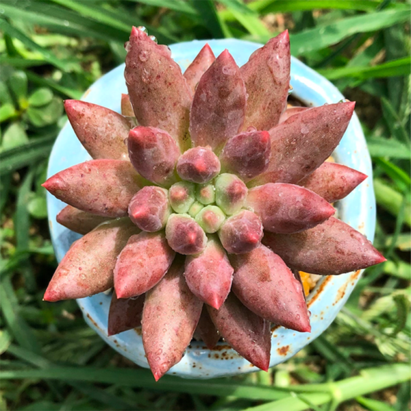 Sedum Red Dragonfly