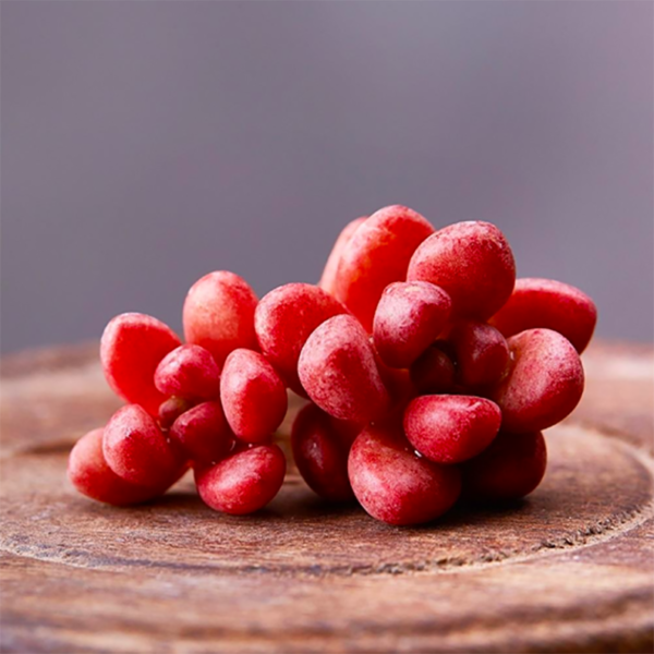 Sedum Rubrotinctum