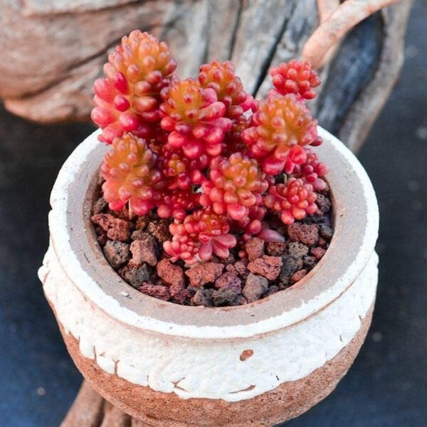 Sedum Rubrotinctum 'Redberry'