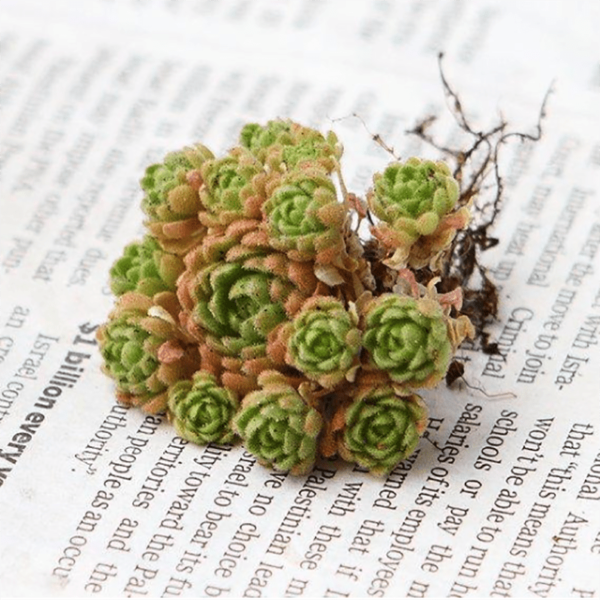 Sedum Sedoides