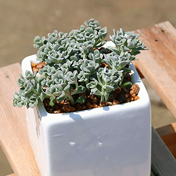Sedum spathulifolium
