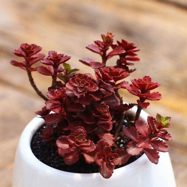 Sedum Spurium cv. Dragon's Blood