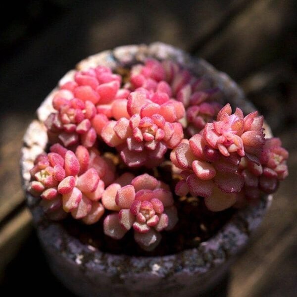 Sedum Versadense