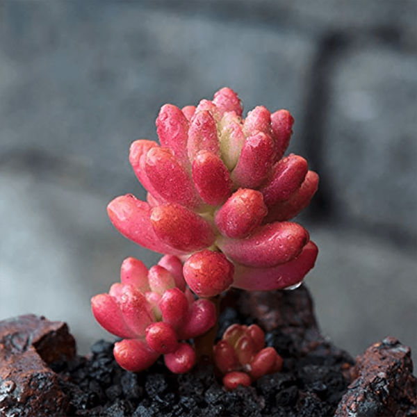 Sedum x rubrotinctum Aurora