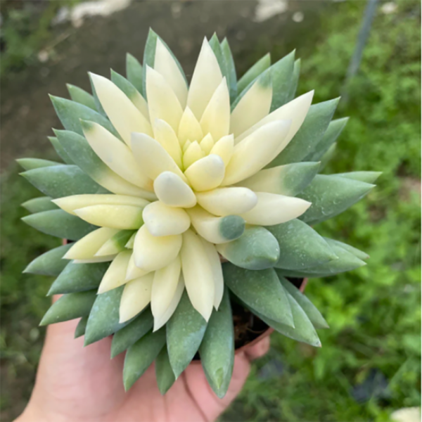 Sedum Sediforme Variegata