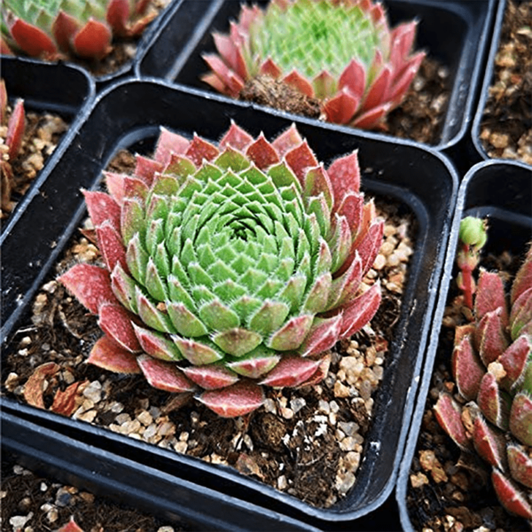 Sempervivum tectorum (Houseleek)