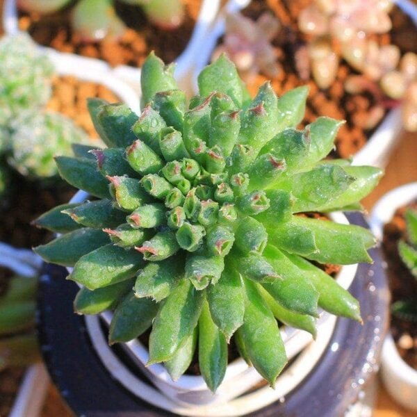 Sempervivum calcareum jordan Oddifg