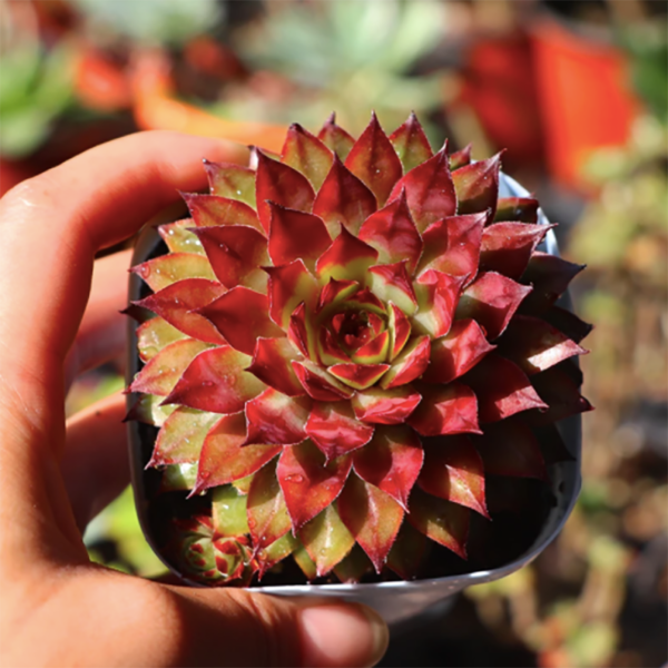 Sempervivum Red Diamond