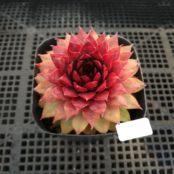 Sempervivum Bronco