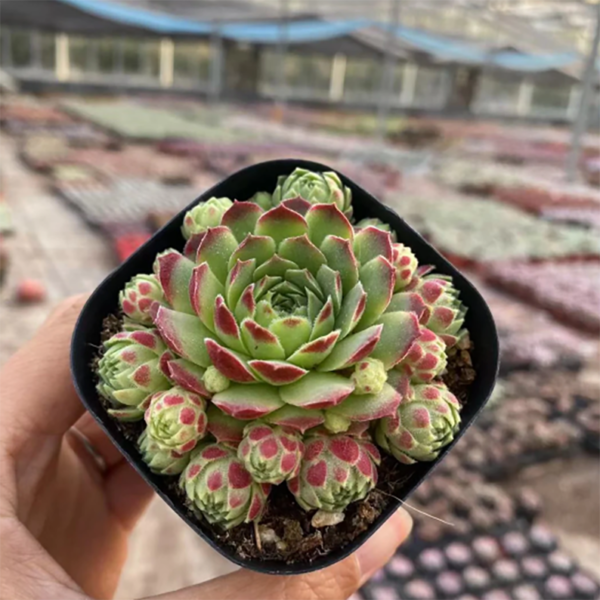 Sempervivum Edward Balls