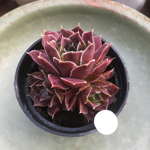 Sempervivum Heuffelii