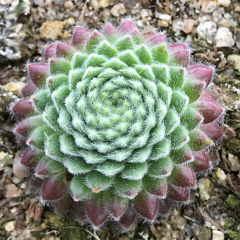 Sempervivum Pacific Grace