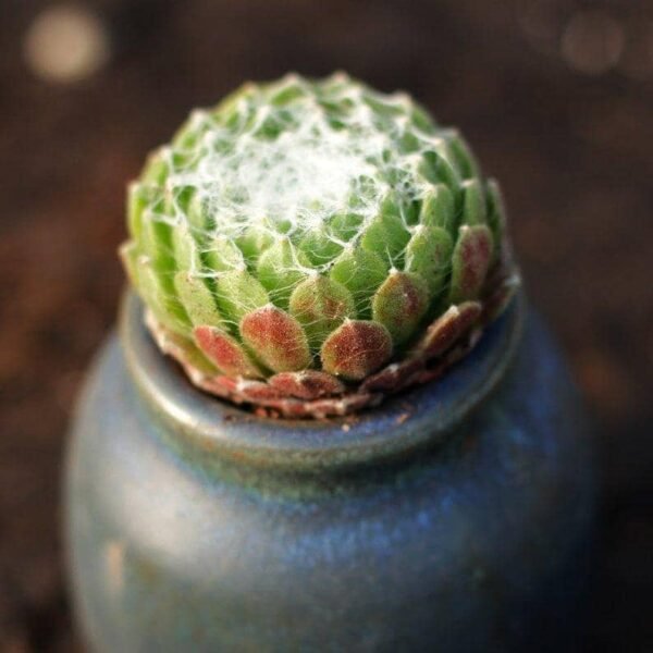 Sempervivum arachnoideum