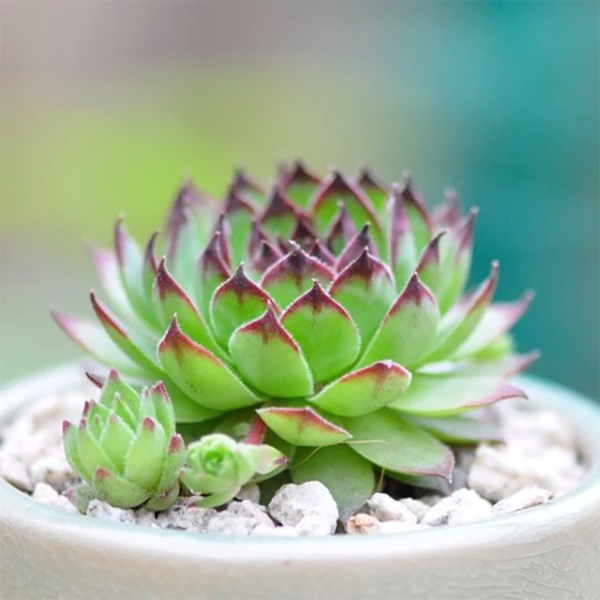 Sempervivum Tectorum