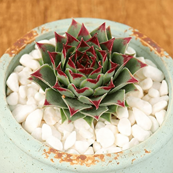 Sempervivum tectorum SSP. Calacreum
