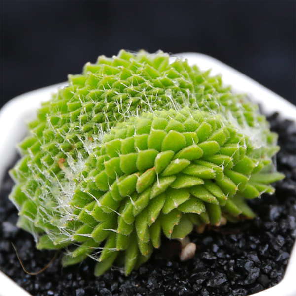 Sempervivum Arachnoideum Ssp.Tomentosum (C.B.Lehm. & Schnittsp.) Cristata