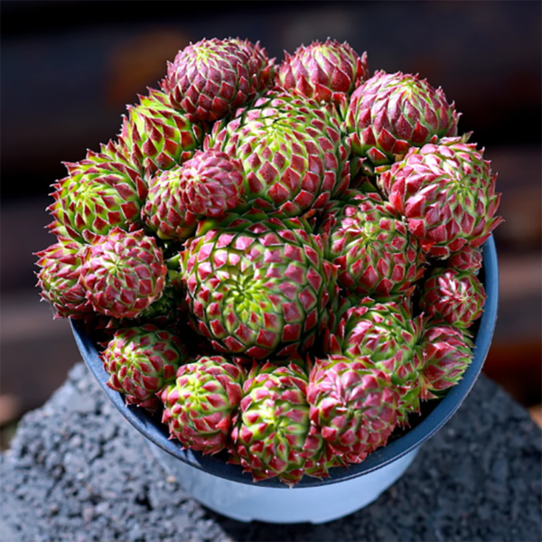Sempervivum Arenarium W. D. J. Koch The Alps