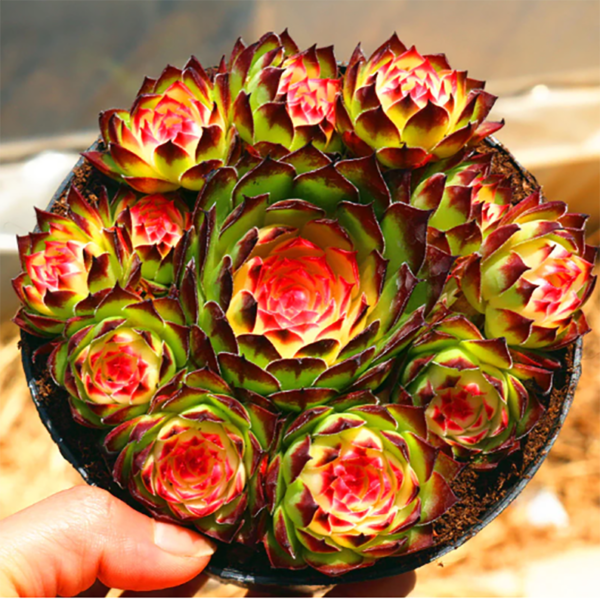 Sempervivum Tectorum Variegata