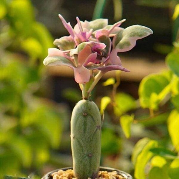 Senecio articulatus Candlelight