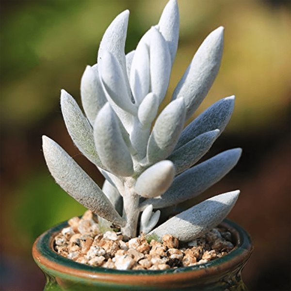 Senecio Haworthii
