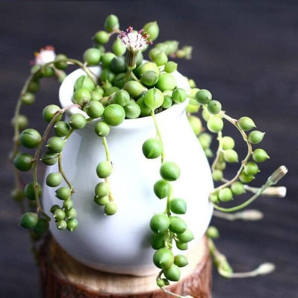 Senecio Rowleyanus String of Pearls