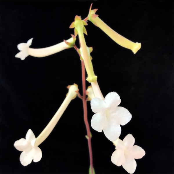 Sinningia Tubiflora - Image 3