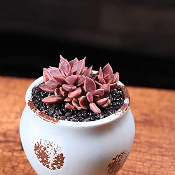 Sinocrassula Indica