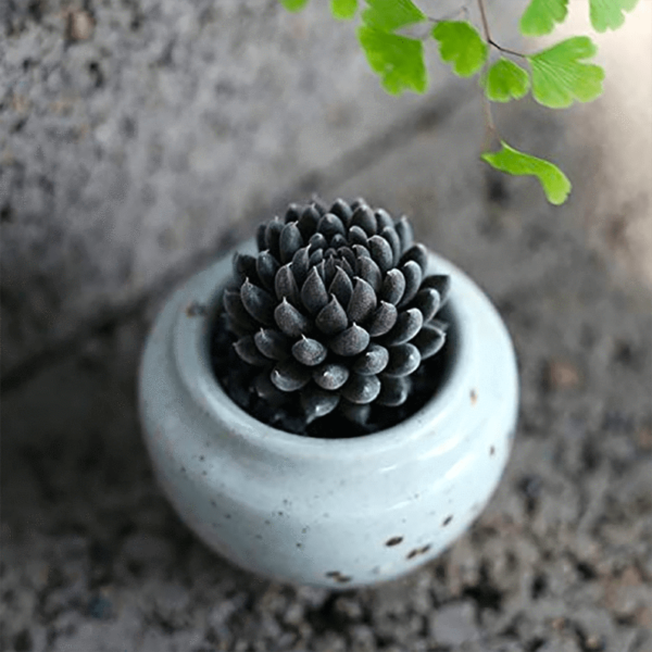 Sinocrassula Yunnanensis Franch Berger