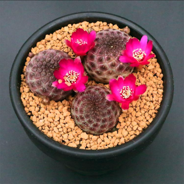 Sulcorebutia rauschii G. Franck - Image 2