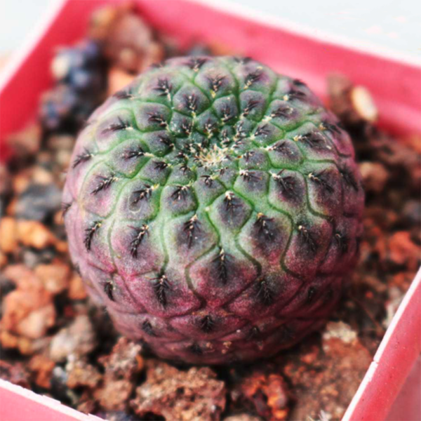 Sulcorebutia rauschii G. Franck