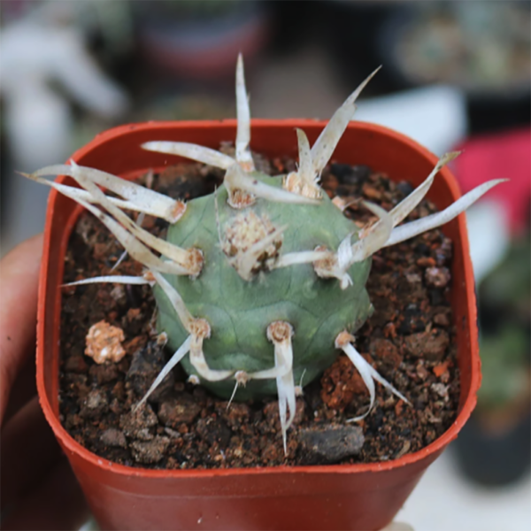Tephrocactus Articulatus Var. Papyracanthus Paper Spine Cactus
