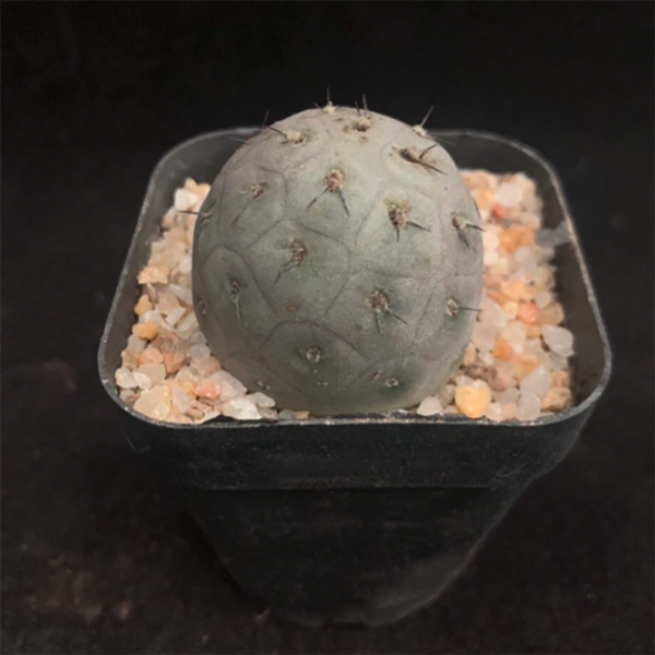 Tephrocactus Geometricus