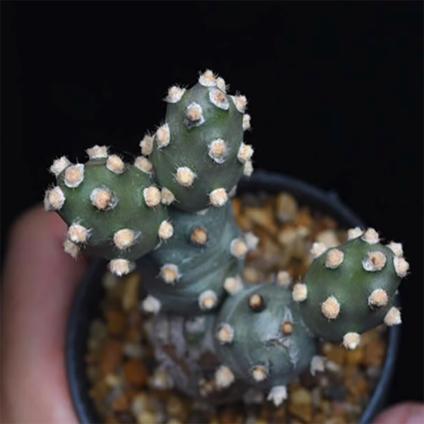 Tephrocactus Molinensis