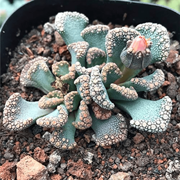 Titanopsis Calcarea
