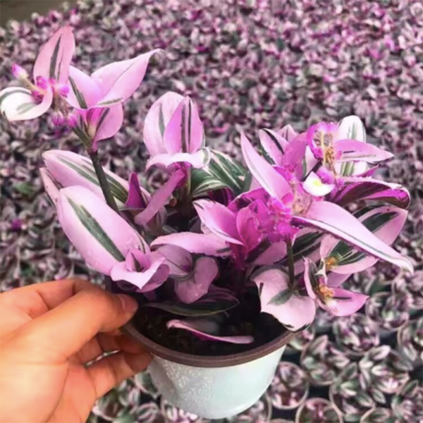 Tradescantia Nanouk Fluminensis Tricolor