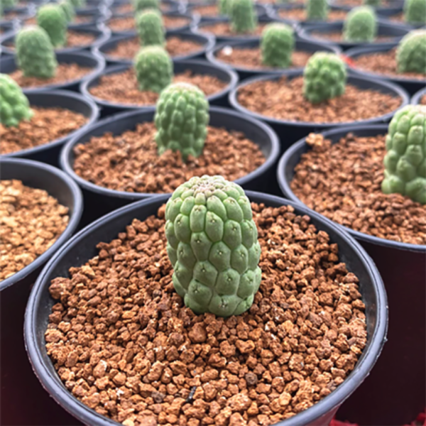 Trichocaulon Cactiforme Larryleachia Cactiformis