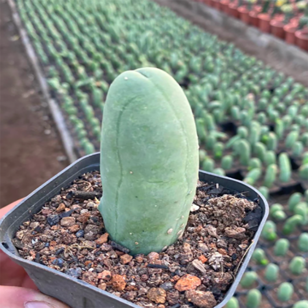 Trichocereus bridgesii forma monstrose inermis