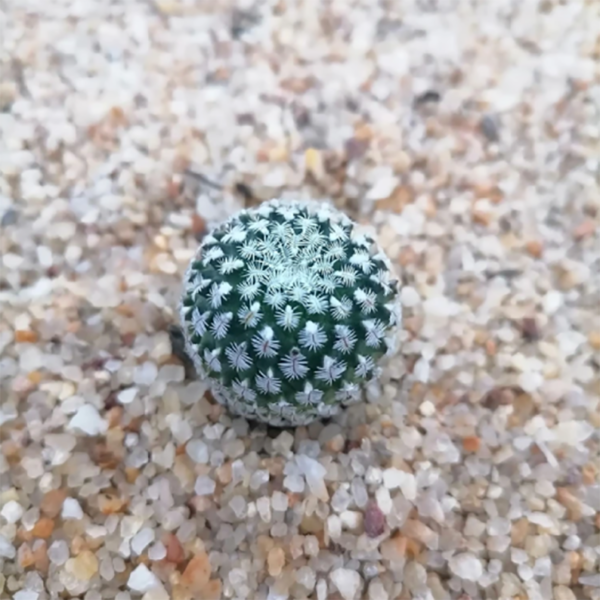 Turbinicarpus x Pulcherrimus