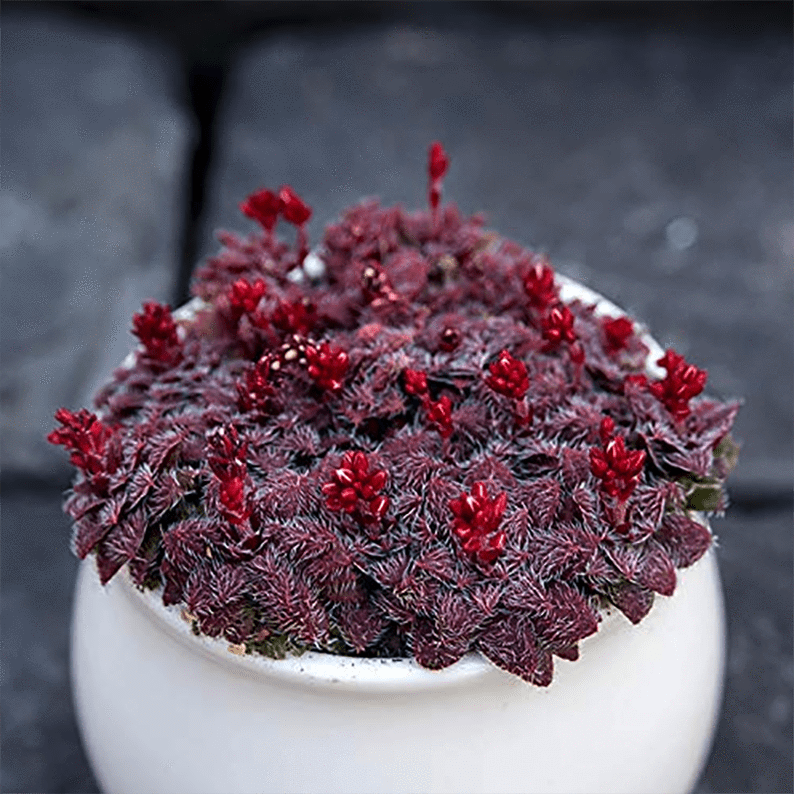 Crassula Sp. Transvaal Drakensberg