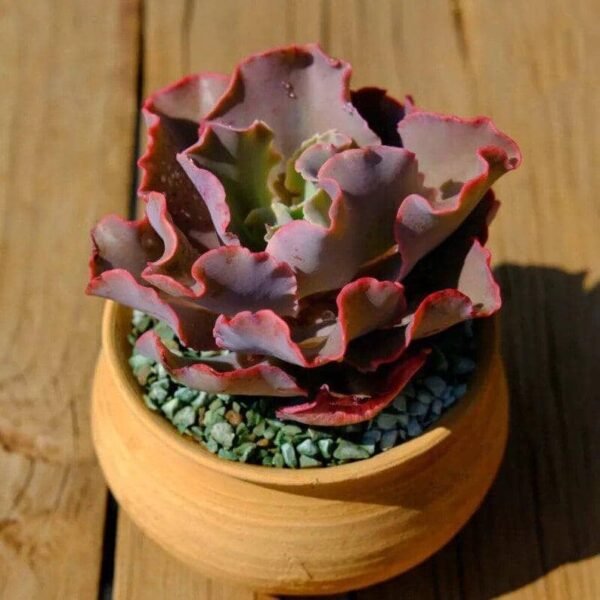 Echeveria Takasago No Okina