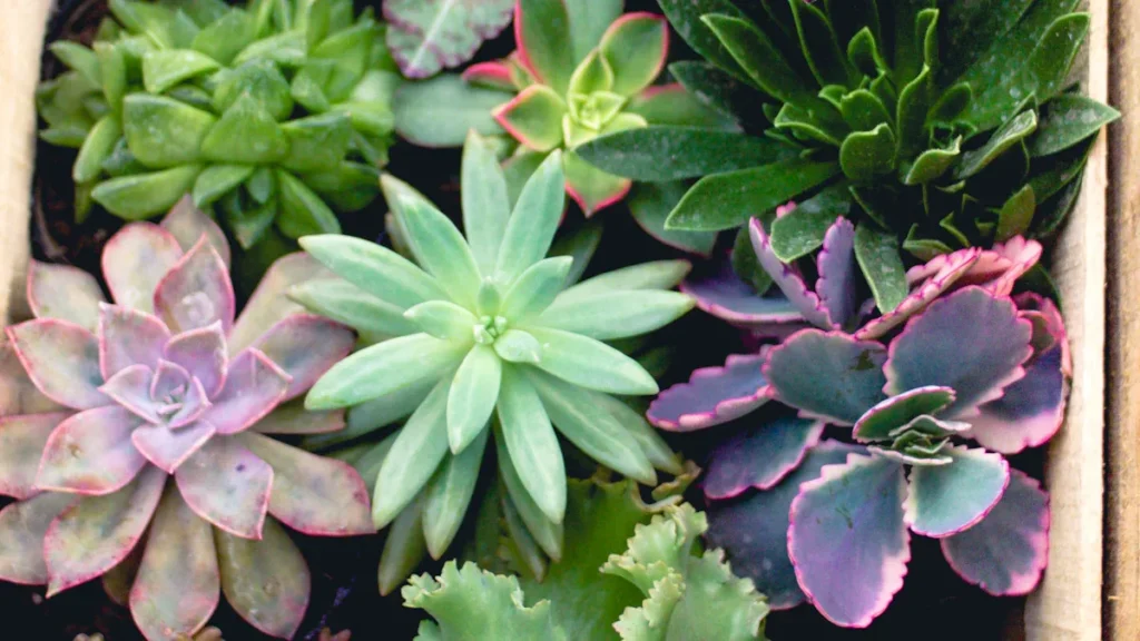 How to Care for Succulents Indoors and Outdoors in 2025