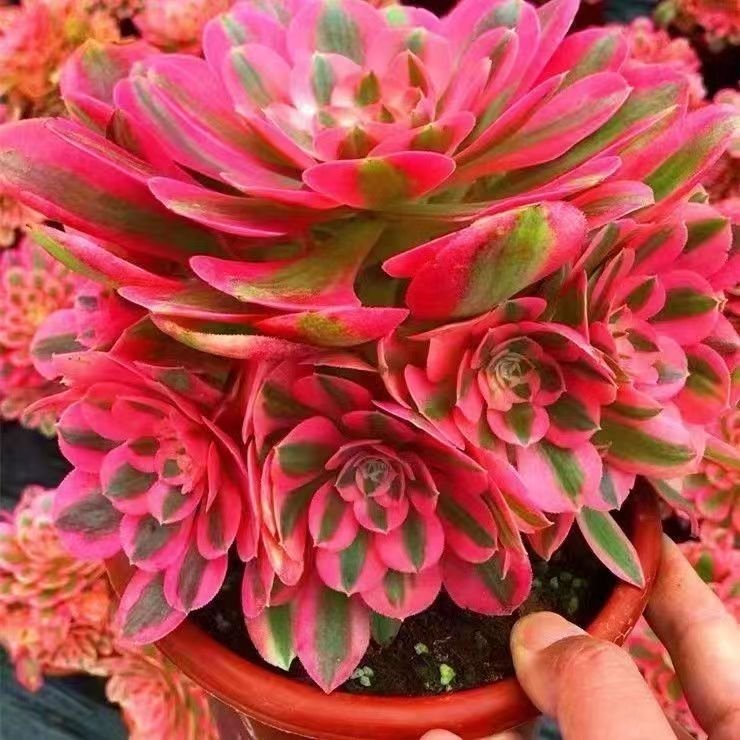Soil and Potting