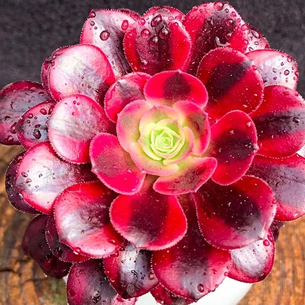 How to Care for Aeonium Medusa Succulents at Home