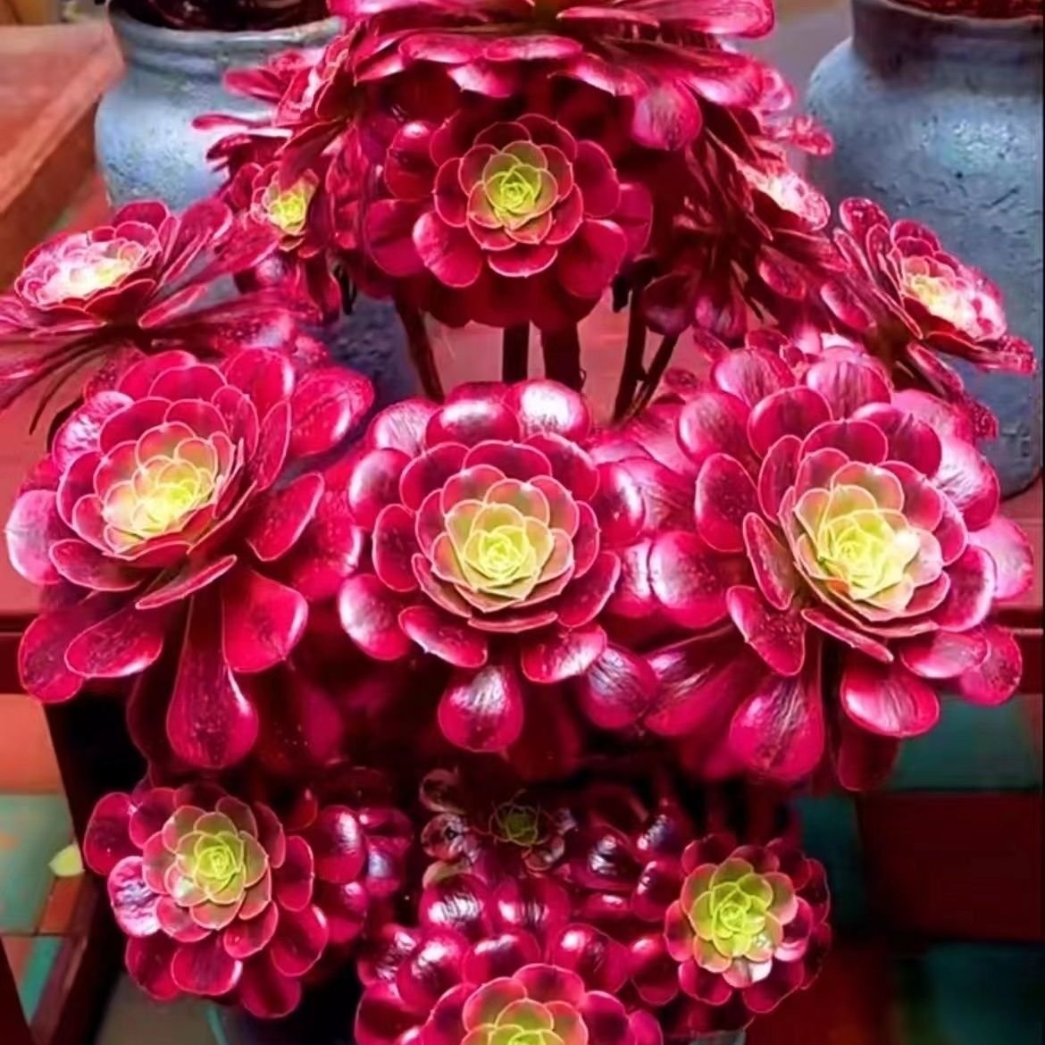 Light for Aeonium Medusa