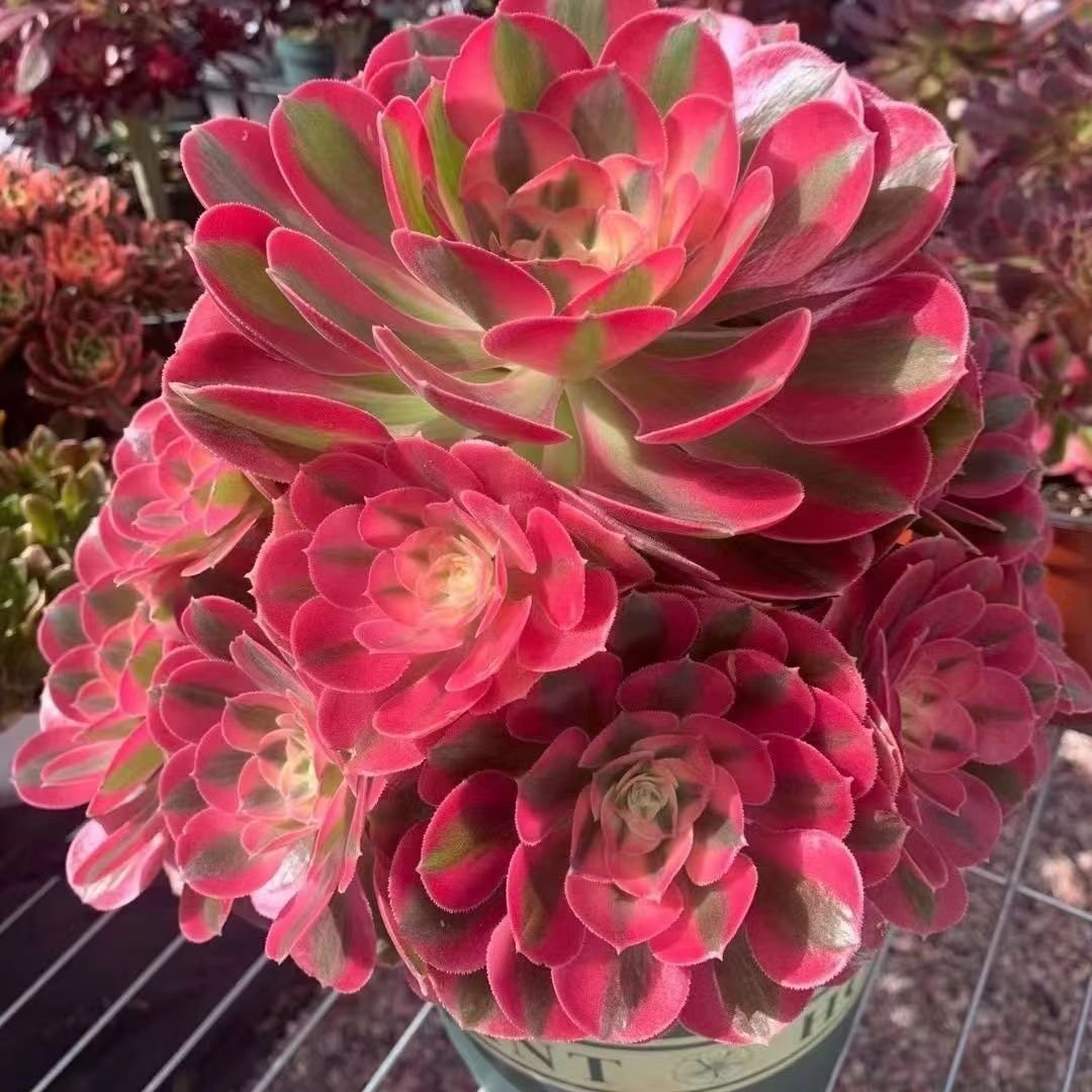 What Aeonium Medusa Looks Like and How to Identify It