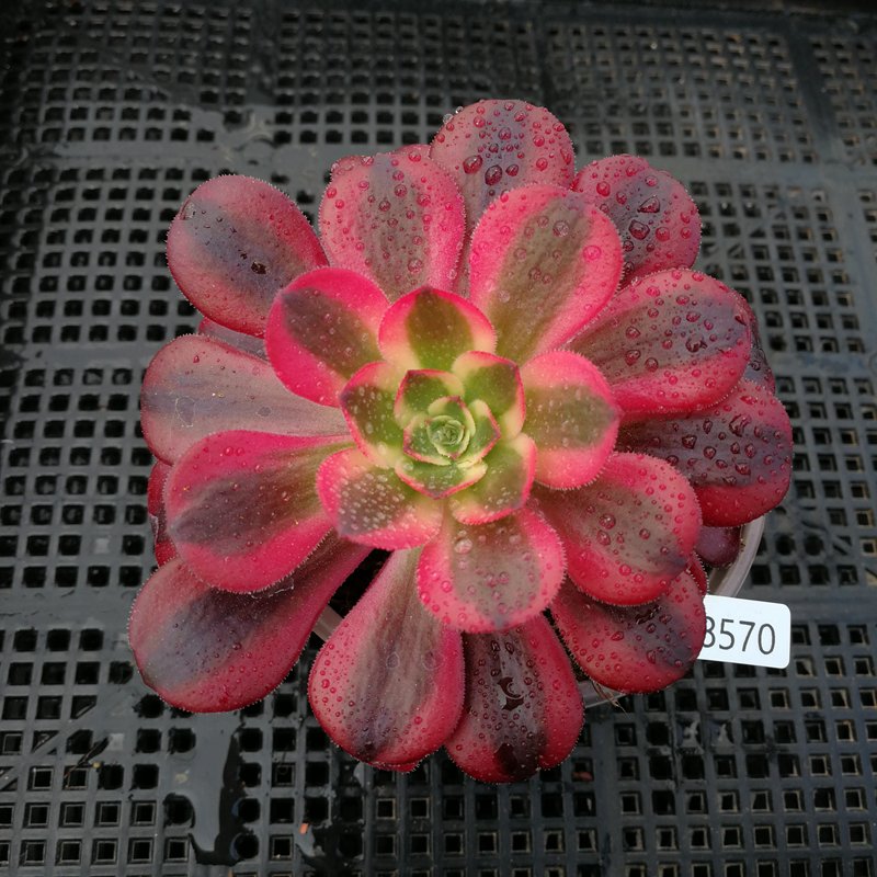 Aeonium Comparison
