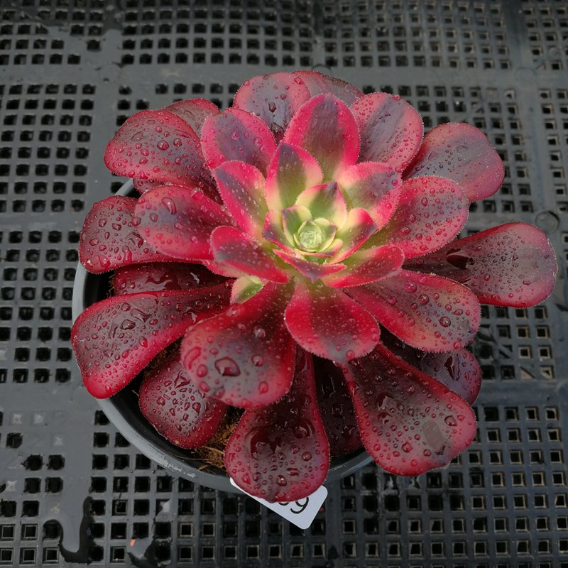 Aeonium Medusa Features