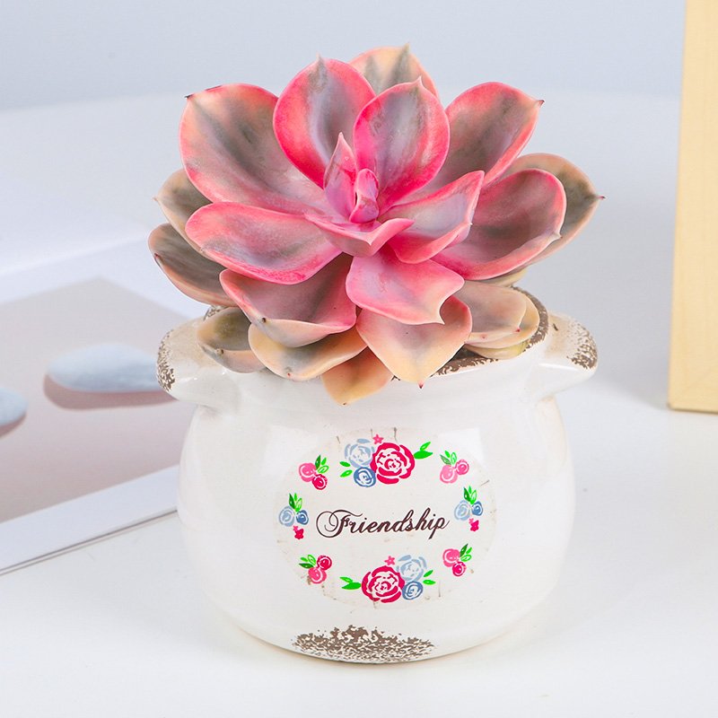 7 Ways to Help Your Echeveria Rainbow Thrive